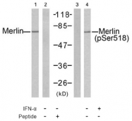 AP02513PU-S - Merlin