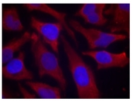 AP02514PU-S - Synapsin-1
