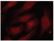 AP02515PU-S - Histone H2A.x