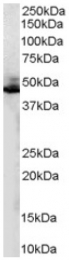 AP16413PU-N - Beta-2 adrenergic receptor