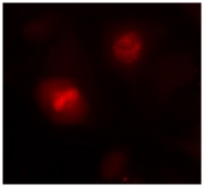 AP02665PU-S - Histone H3.1