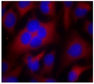 AP02675PU-S - CDK1