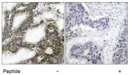 AP02721PU-S - Catenin beta-1
