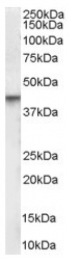 AP16381PU-N - Vitamin D3 receptor / NR1I1