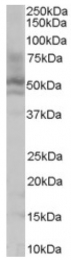 AP16346PU-N - HNF4 alpha / TCF14