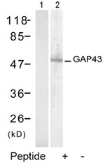 AP02772PU-S - GAP43