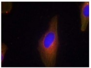 AP08066PU-S - Synaptotagmin 1/2