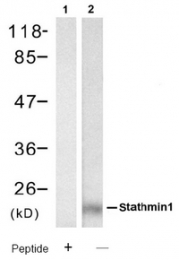 AP08091PU-N - Stathmin / STMN1