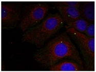 AP09463PU-N - Alpha-Synuclein / SNCA