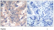 AP09473PU-N - PI 3-kinase p85