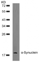 AP09475PU-N - Alpha-Synuclein / SNCA