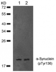 AP09478PU-N - Alpha-Synuclein / SNCA
