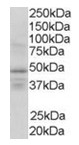 AP16284PU-N - RXR-gamma / RXRG