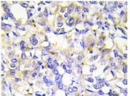 AP06631PU-N - Osteoprotegerin / TNFRSF11B