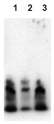 AM00006PU-N - Amyloid beta