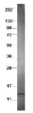 AP09165PU-N - LD78 beta / CCL3L1