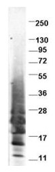 AP09163PU-N - Interleukin-13 / IL13