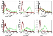 DM1215 - CD66e / CEACAM5