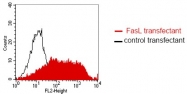 DM1212 - CD178 / Fas Ligand