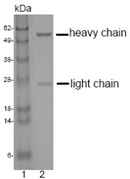 DM1212 - CD178 / Fas Ligand