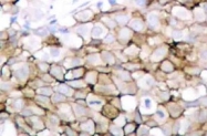 AP01716PU-N - CD309 / VEGFR-2 / Flk-1