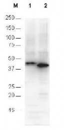 R1181 - 6xHistidine Epitope Tag