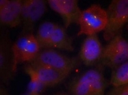 AP09492PU-N - Synaptotagmin-2