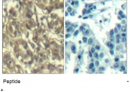 AP09514PU-N - Cyclin B1
