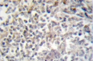 AP06602PU-N - Fibronectin