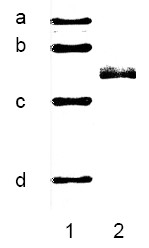 AR09359PU-N - Vimentin