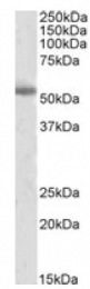 AP09527PU-N - Tyrosine 3-monooxygenase (TH)