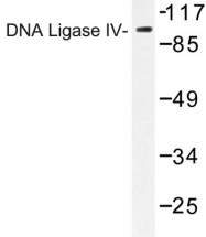 AP06802PU-N - DNA ligase 4