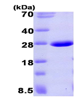 AR09378PU-L - Aprataxin