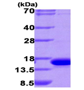 AR09380PU-L - Galectin-9