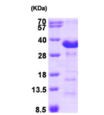 AR09383PU-L - ASPH
