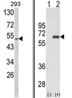AP18193PU-N - Sestrin-2 (SESN2)