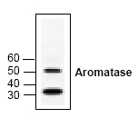 AP00001PU-N - Aromatase