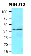 AM09137PU-N - NAT6 / FUS2