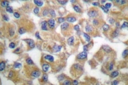 AP06122PU-N - Fibrillin-1