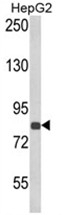 AP17997PU-N - ECE-1