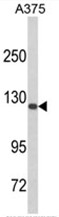 AP17996PU-N - Desmocollin-1