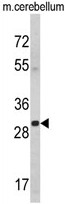 AP17846PU-N - 14-3-3 protein gamma