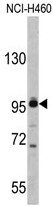 AP17842PU-N - XPOT / Exportin-T