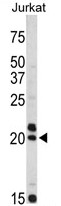AP17829PU-N - VIP peptides