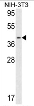 AP17170PU-N - Calponin-3