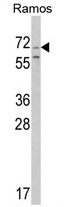 AP17213PU-N - Secretogranin-2 (SCG2)