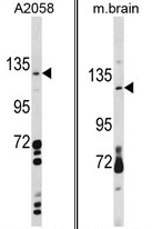 AP17215PU-N - CLEC16A