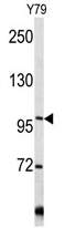 AP17225PU-N - Collagen type VI