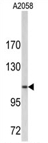 AP17226PU-N - Collagen type VI