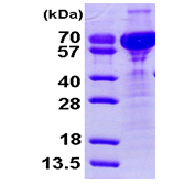 AR09396PU-L - Cornulin